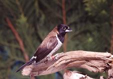 Wellenbauchbronzemännchen